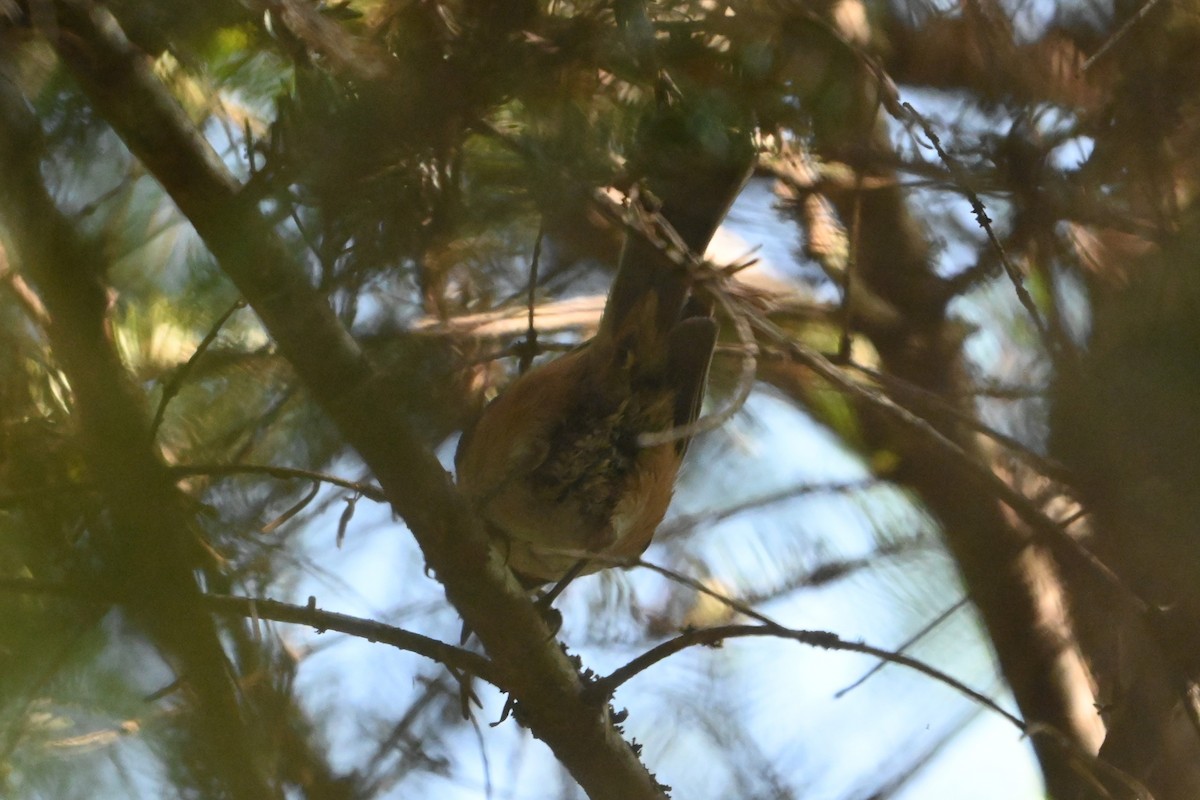 Mésange à tête brune - ML620140139