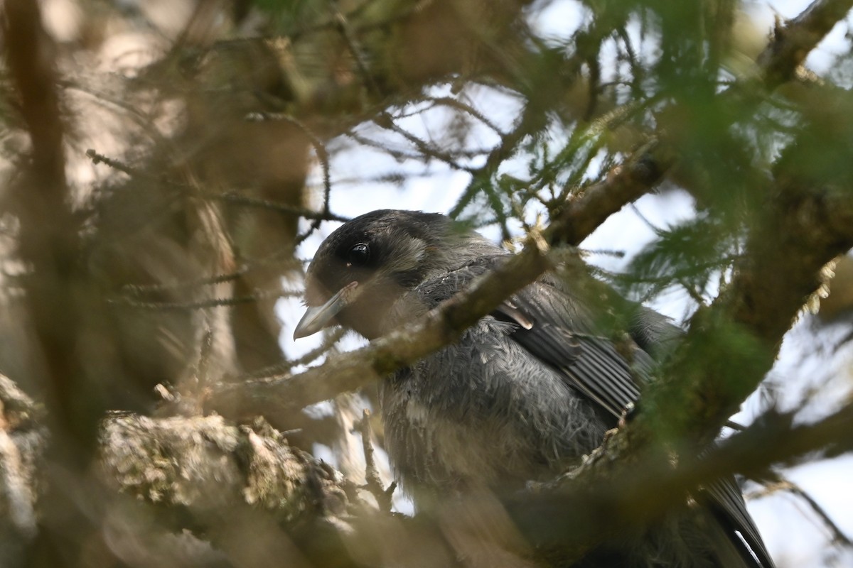 Canada Jay (Boreal) - ML620140150