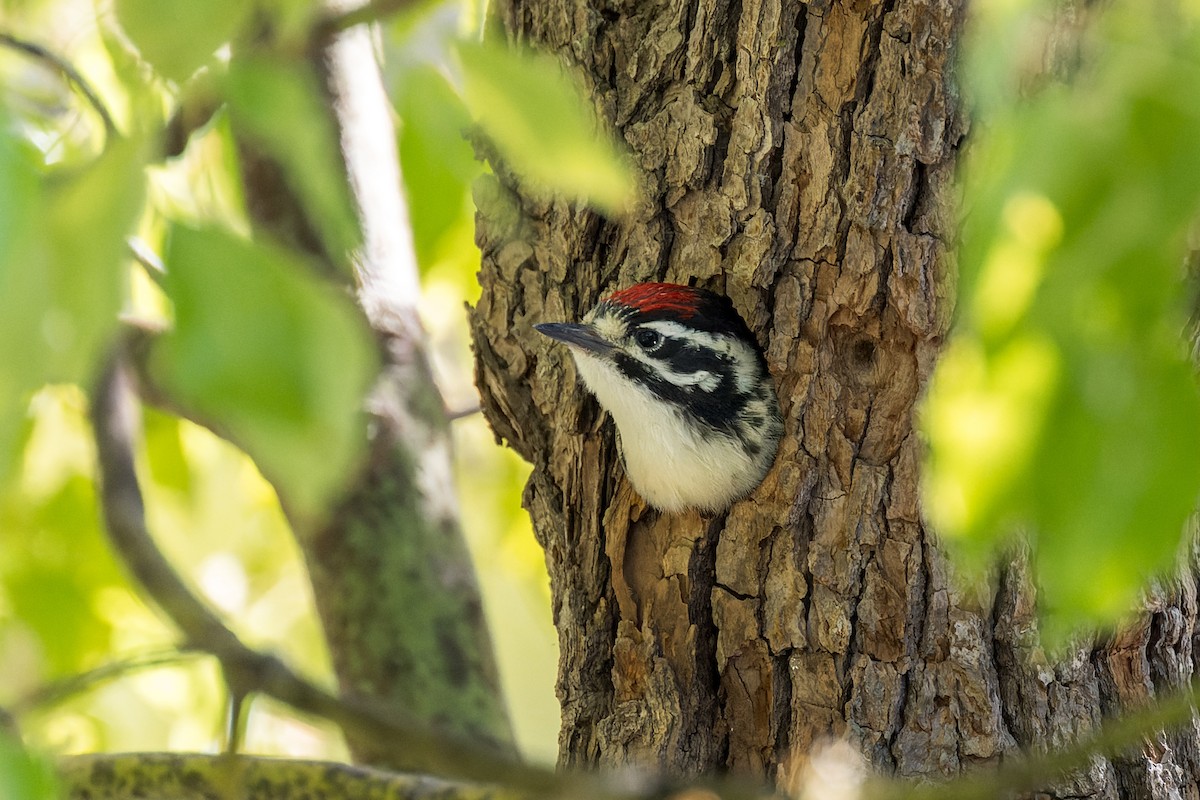 Nuttall's Woodpecker - ML620140172