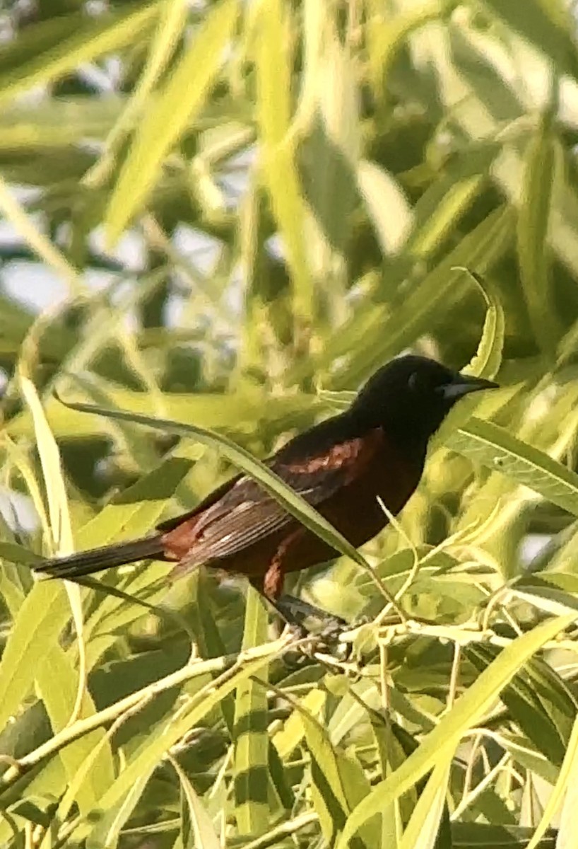 Orchard Oriole - ML620140178