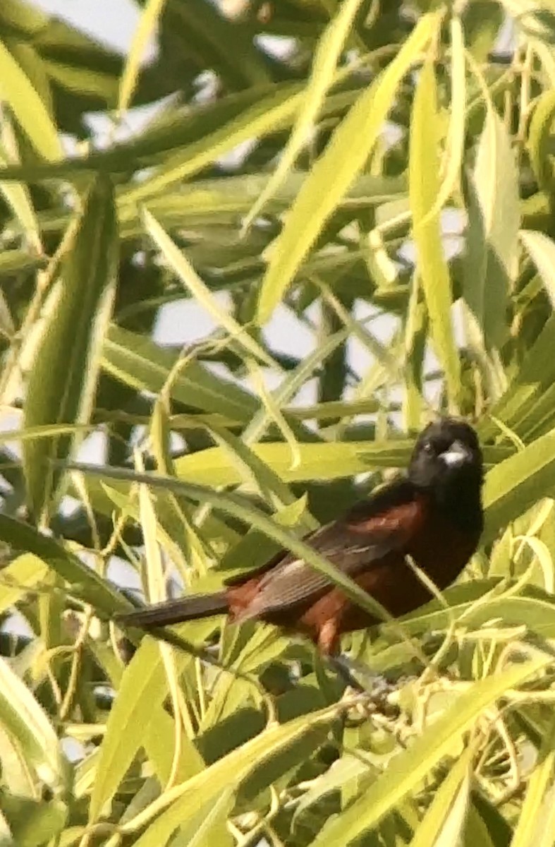Orchard Oriole - ML620140179