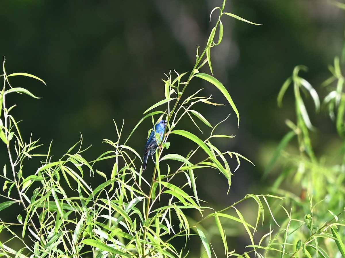 Indigo Bunting - ML620140183