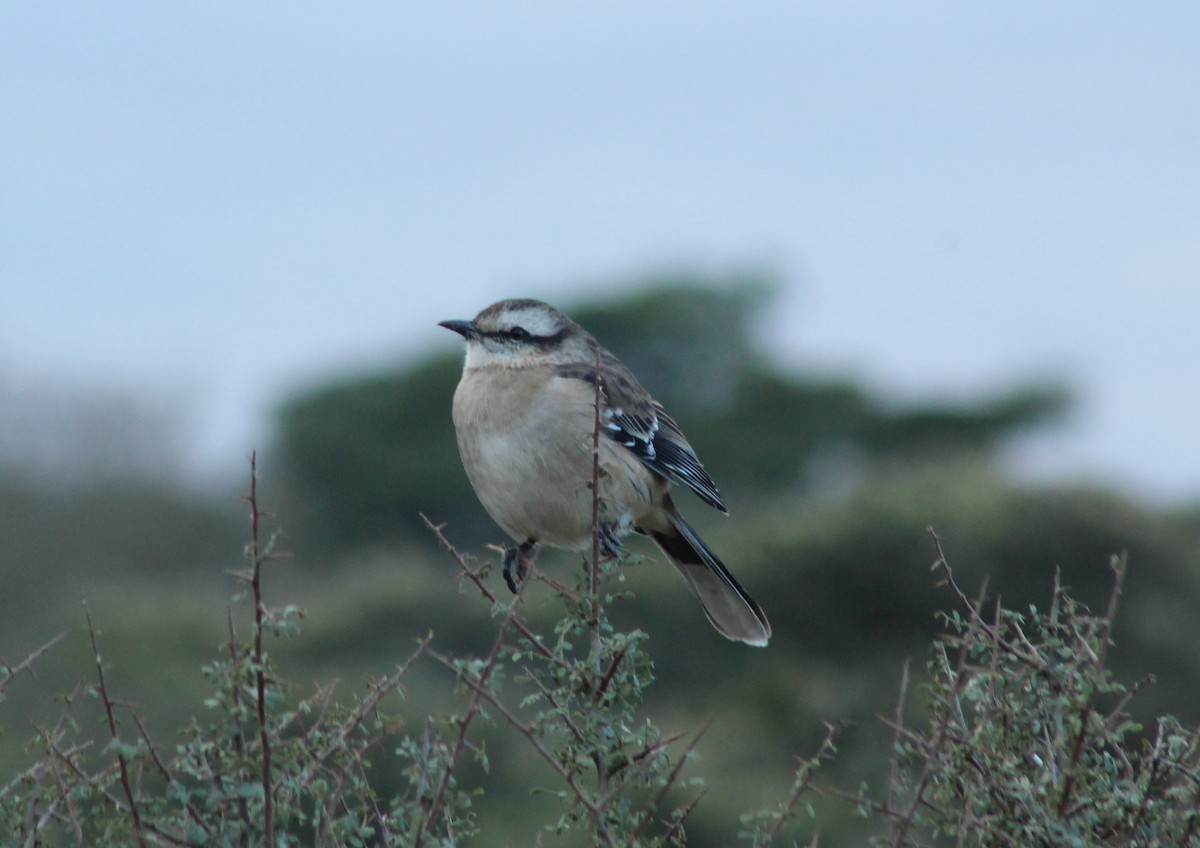 Chalk-browed Mockingbird - ML620140190