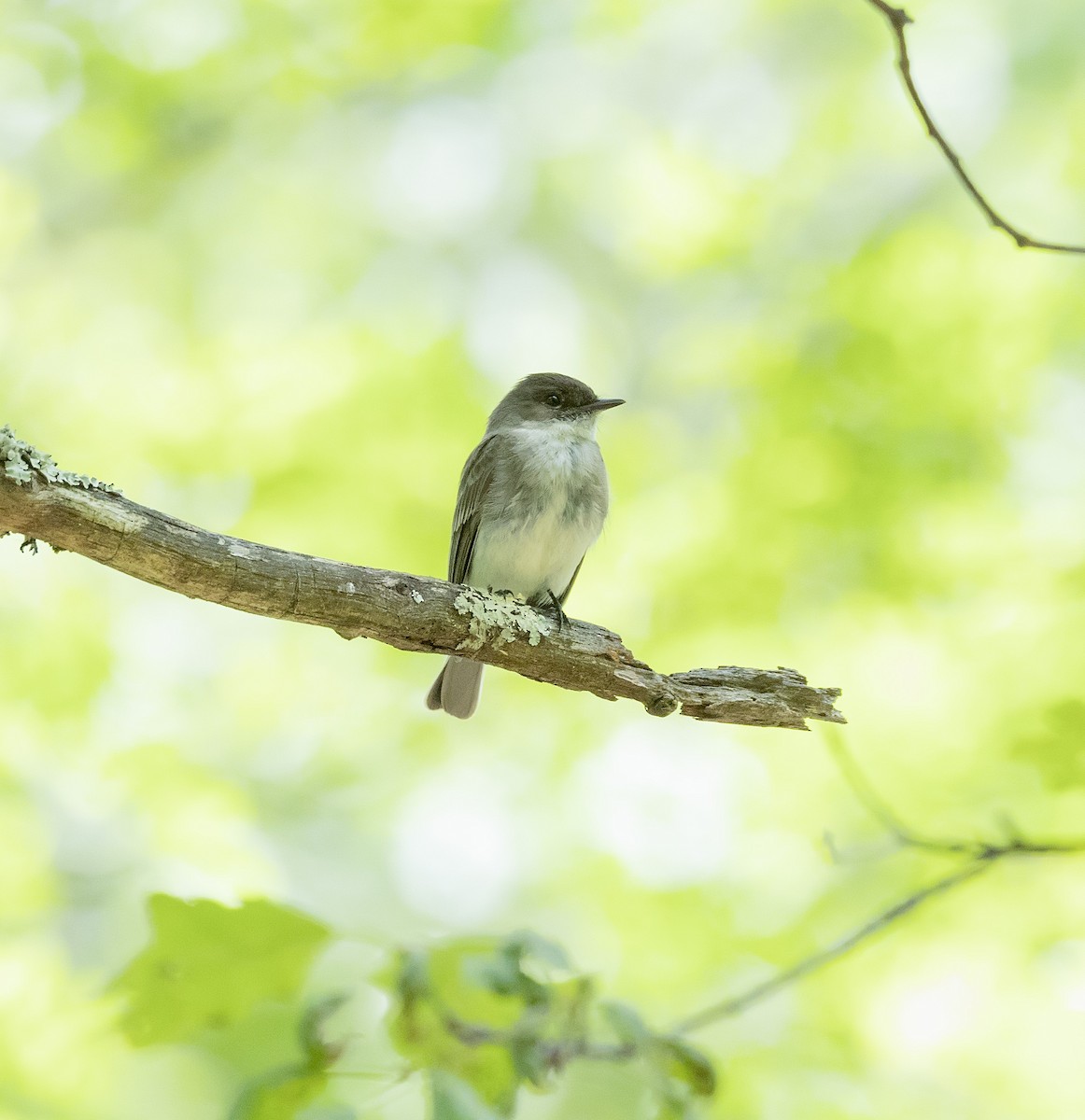 Eastern Phoebe - ML620140192