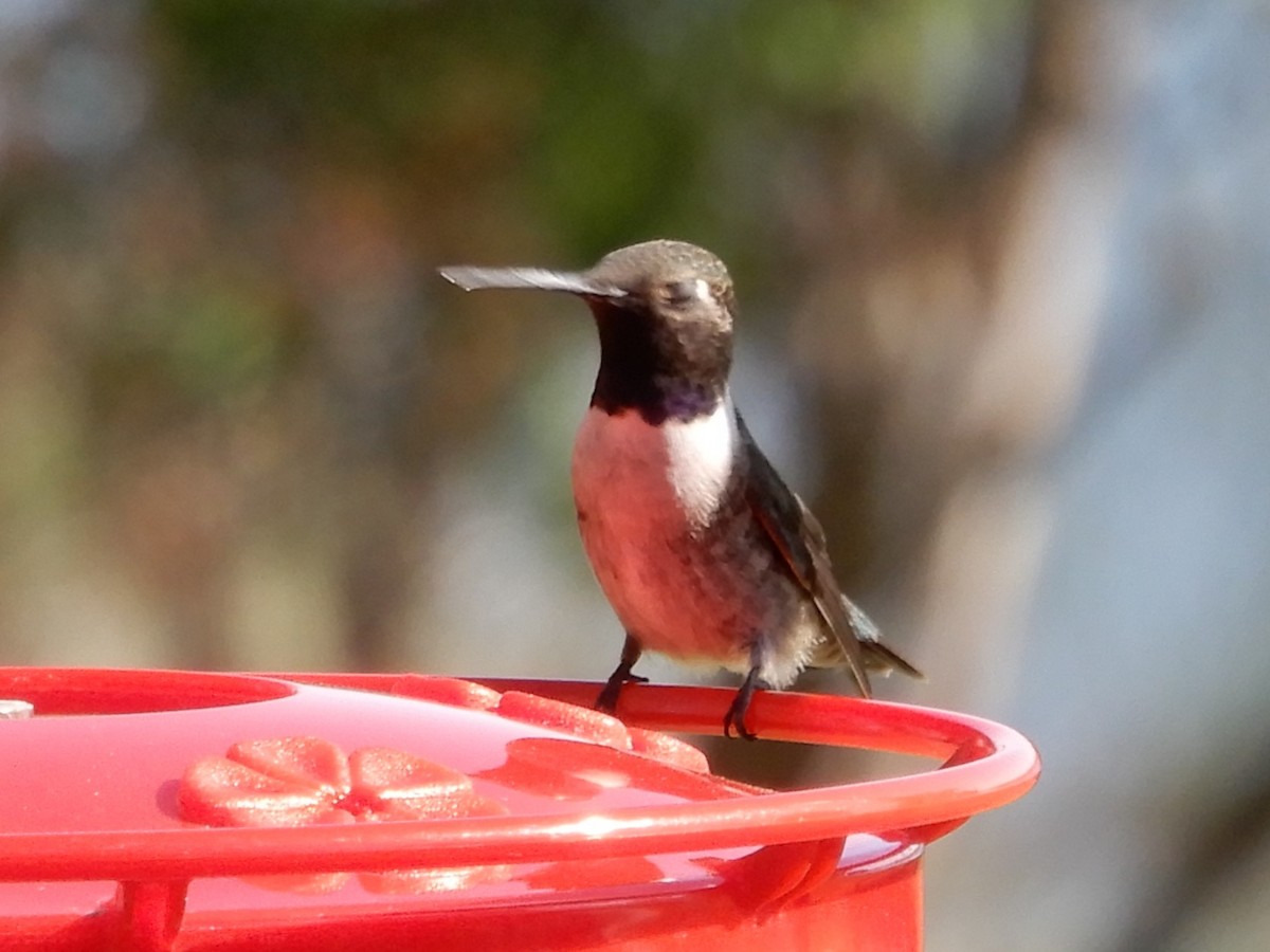 Black-chinned Hummingbird - ML620140196
