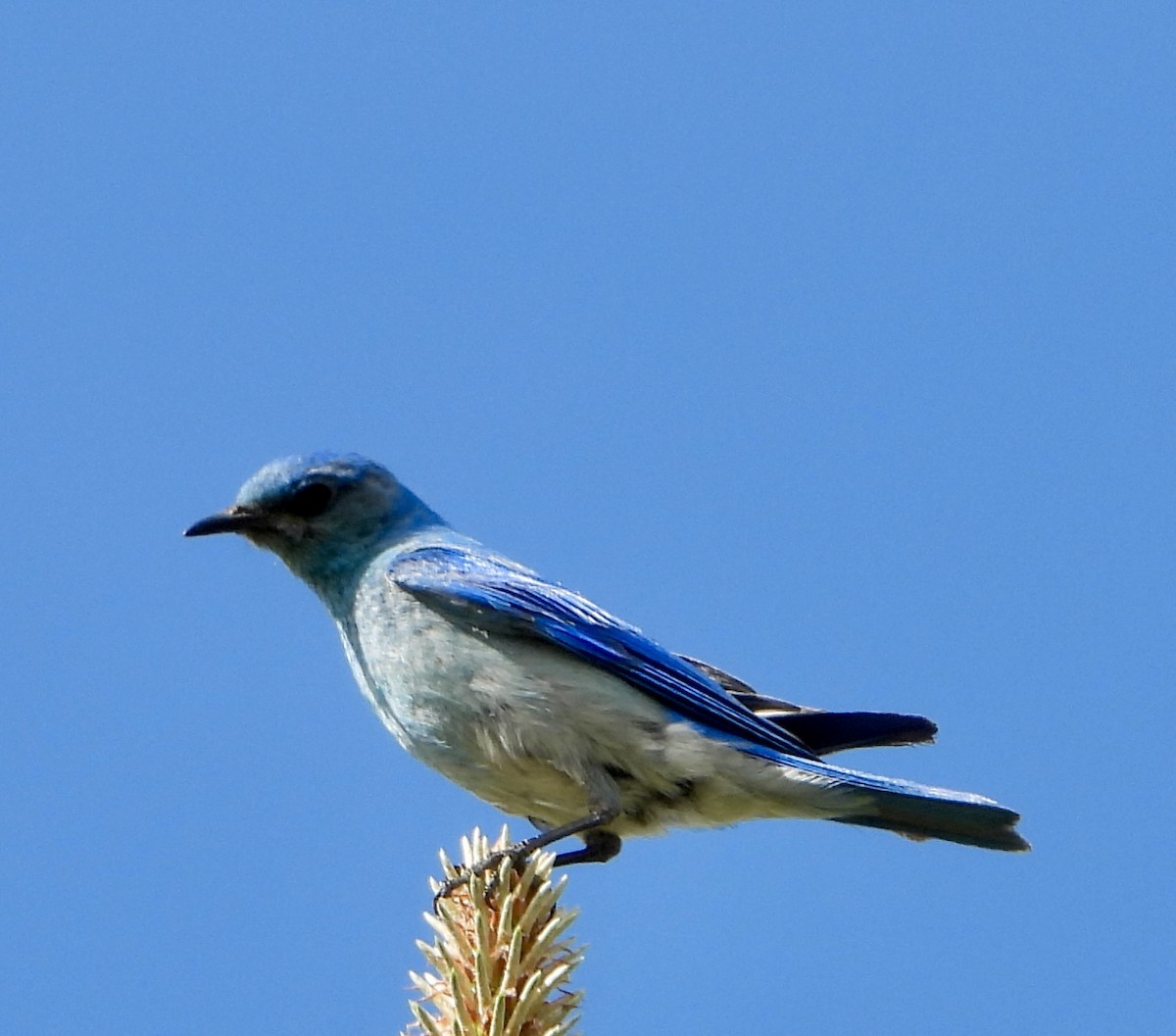 Mountain Bluebird - ML620140206