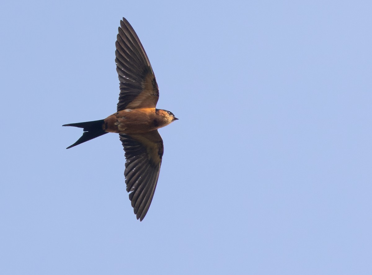 Sri Lanka Swallow - ML620140211