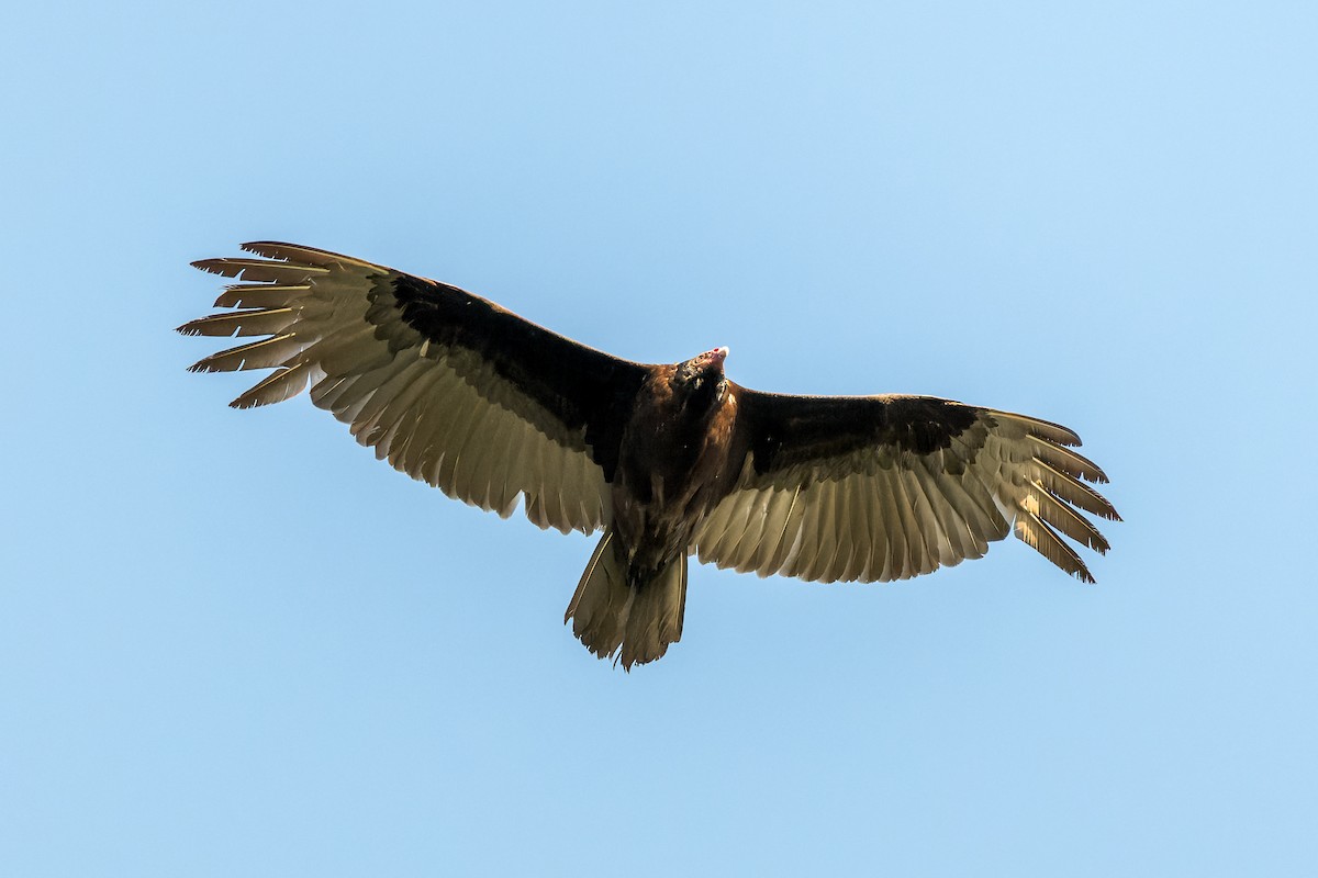 Turkey Vulture - ML620140213