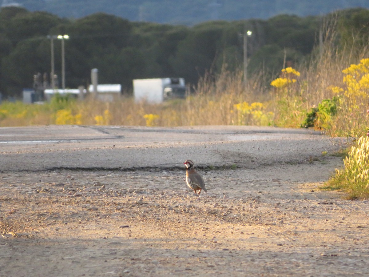 Red-legged Partridge - ML620140214