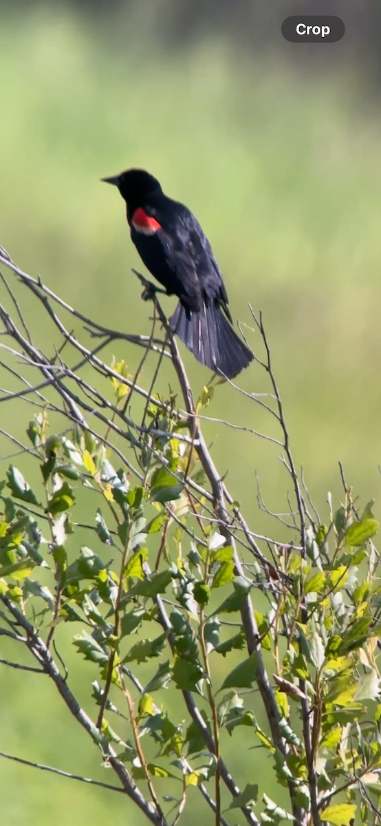 Red-winged Blackbird - ML620140216