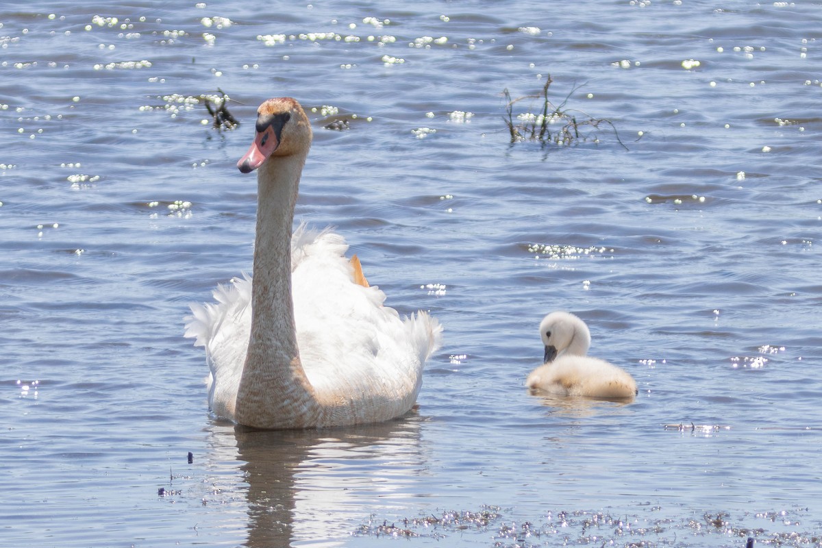 Cygne tuberculé - ML620140234