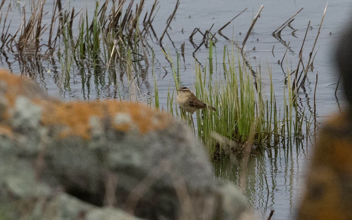 Sedge Warbler - ML620140244