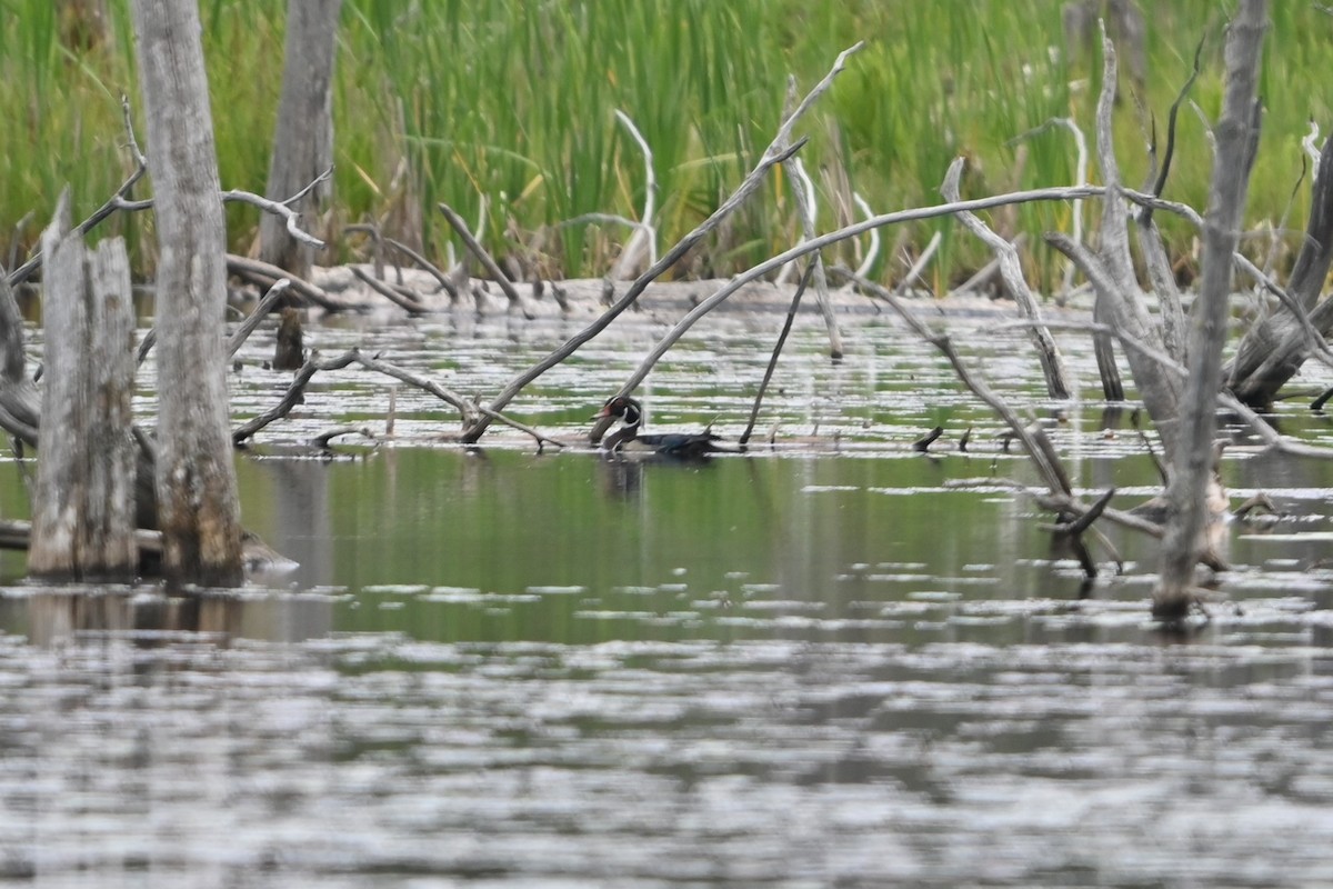 Wood Duck - ML620140247