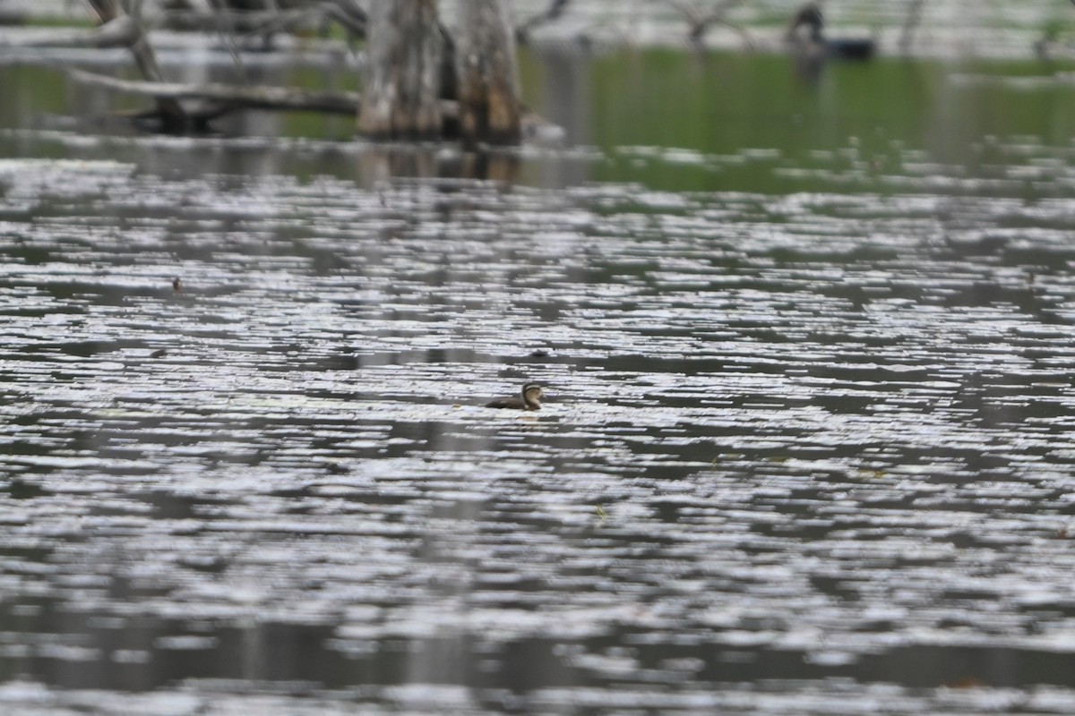 Wood Duck - ML620140249