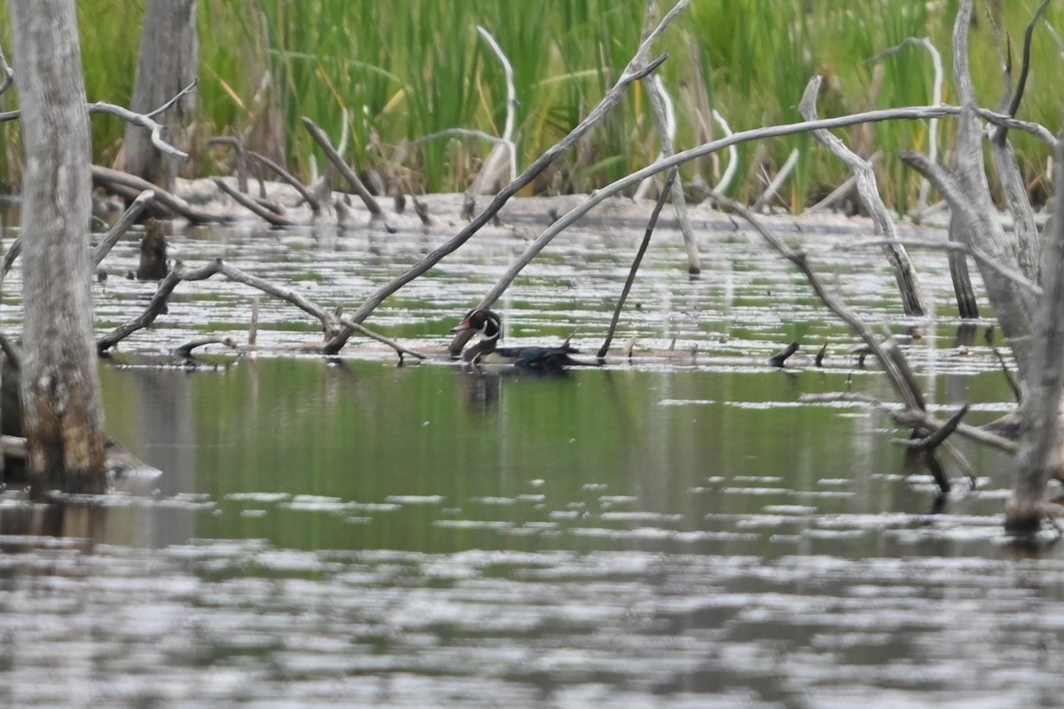 Wood Duck - ML620140250