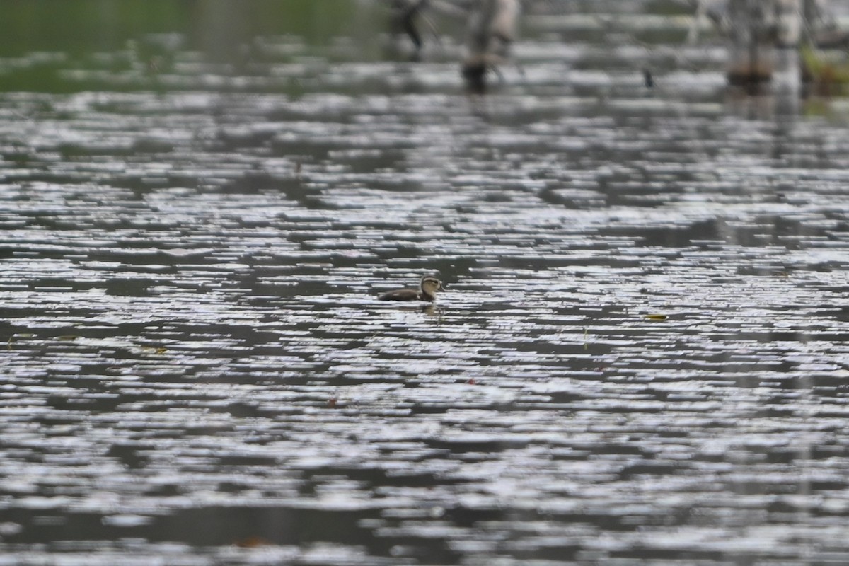 Wood Duck - ML620140253