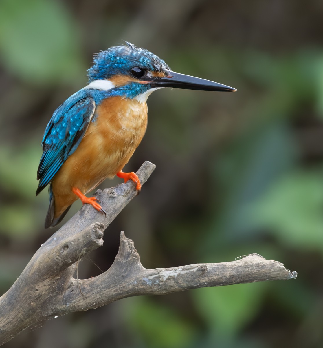 Common Kingfisher (Common) - ML620140256