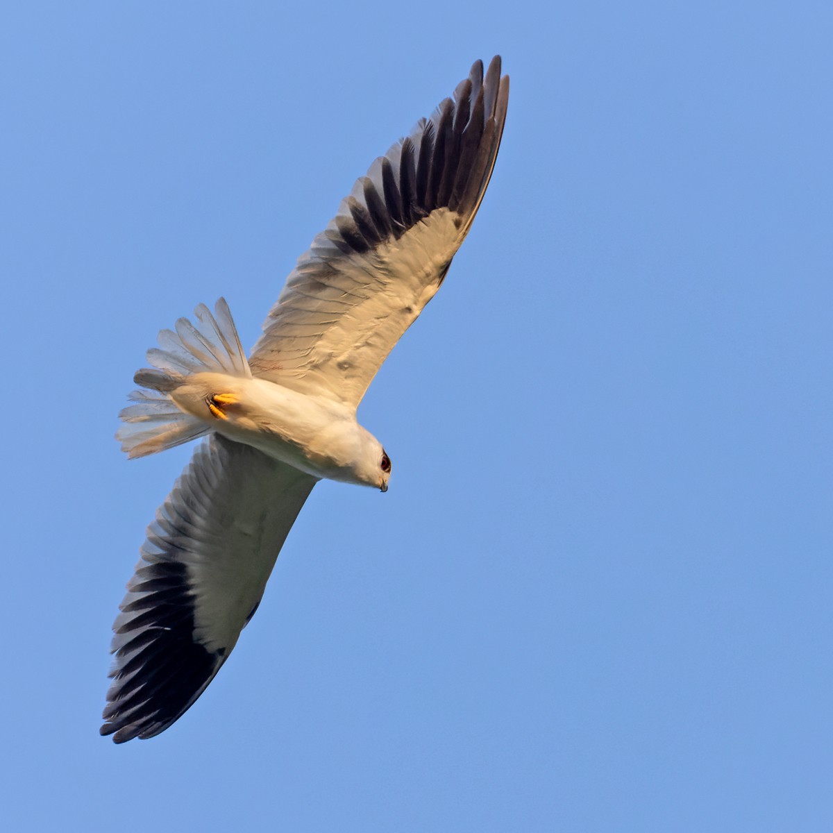 Black-winged Kite (Asian) - ML620140269