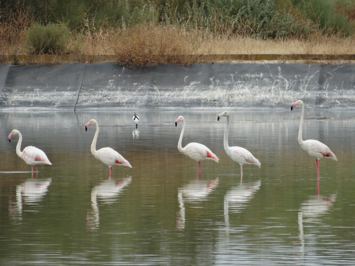 Greater Flamingo - ML620140270