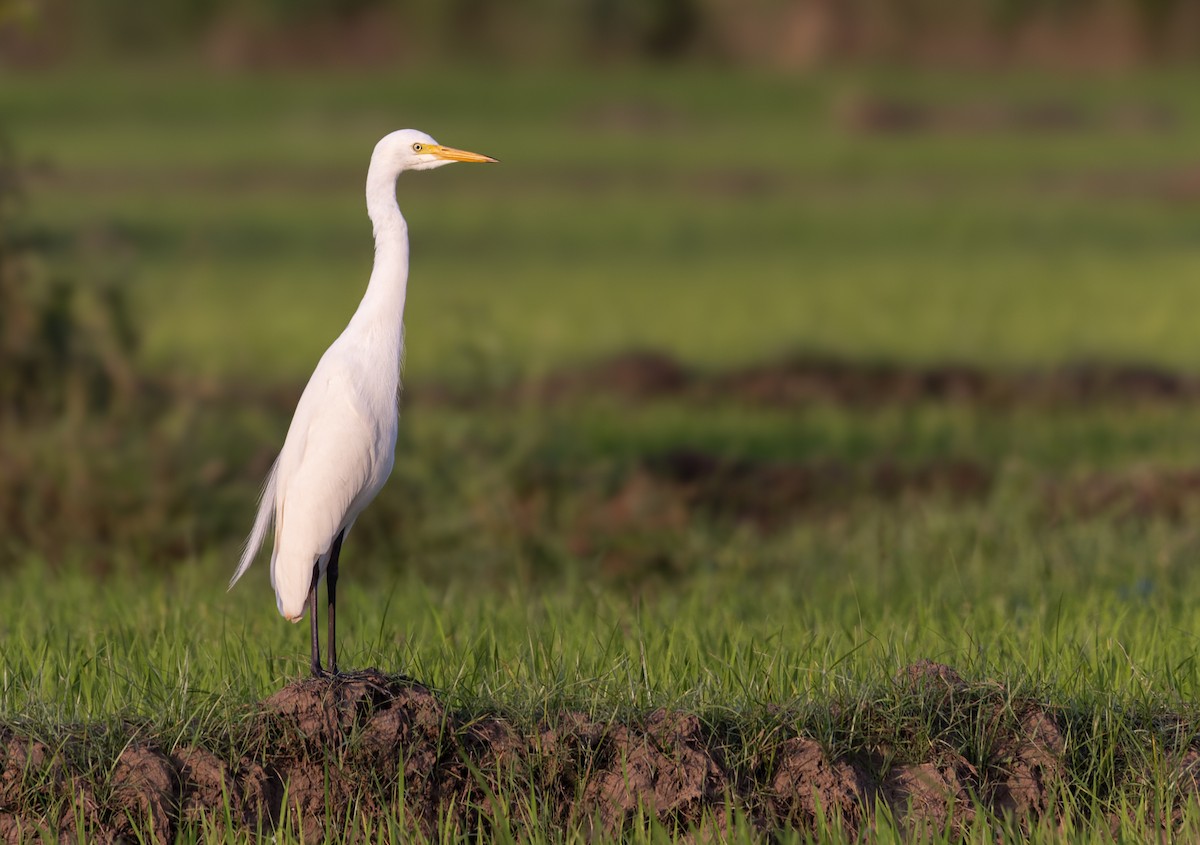 Medium Egret - ML620140284