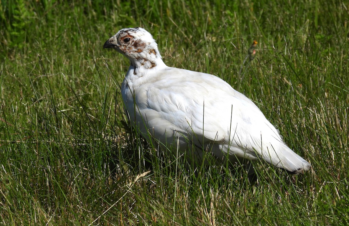 Willow Ptarmigan - ML620140293