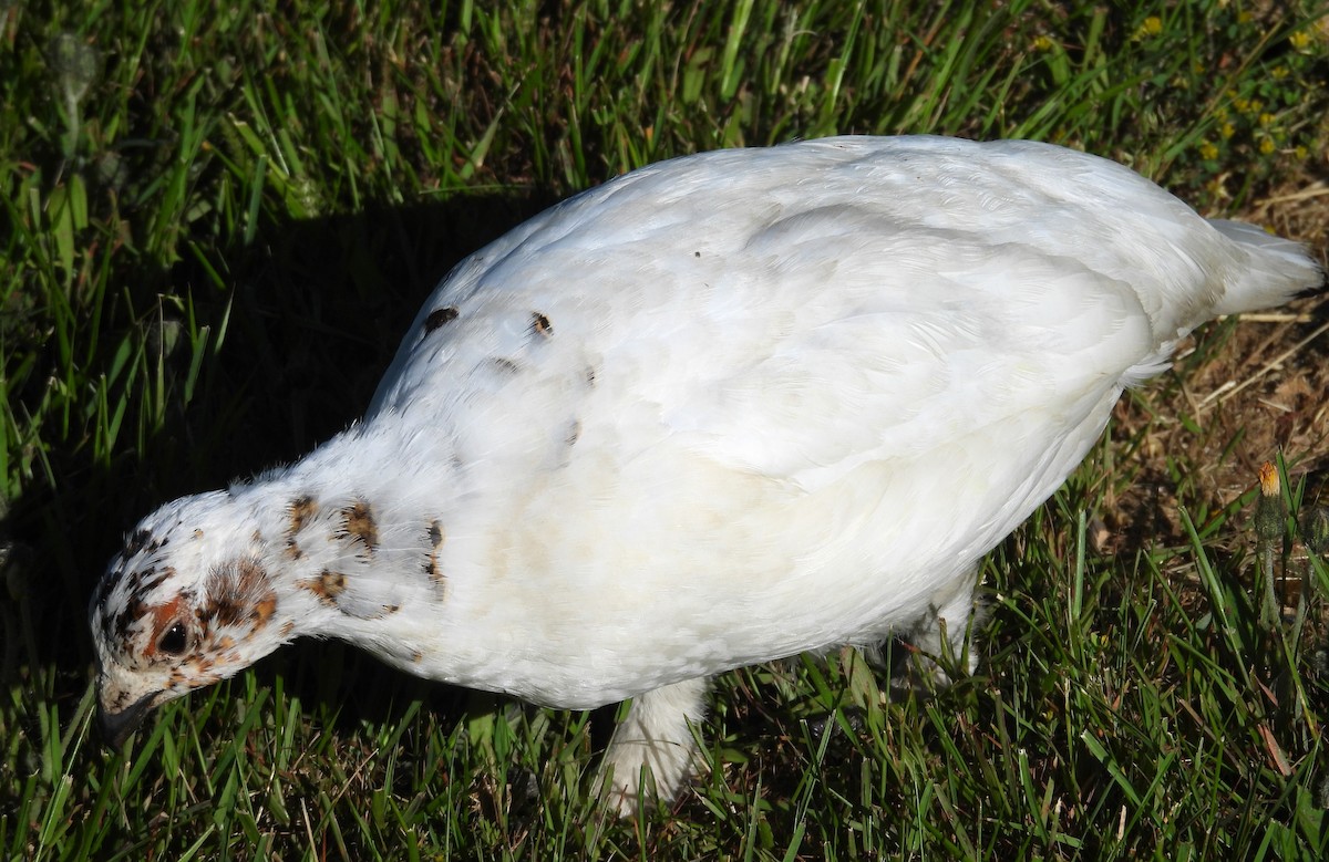 Moorschneehuhn - ML620140300