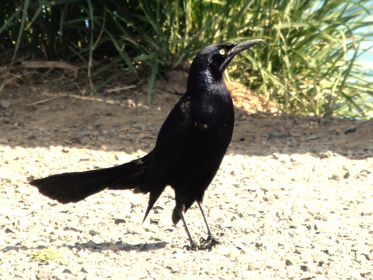 Great-tailed Grackle - ML620140302