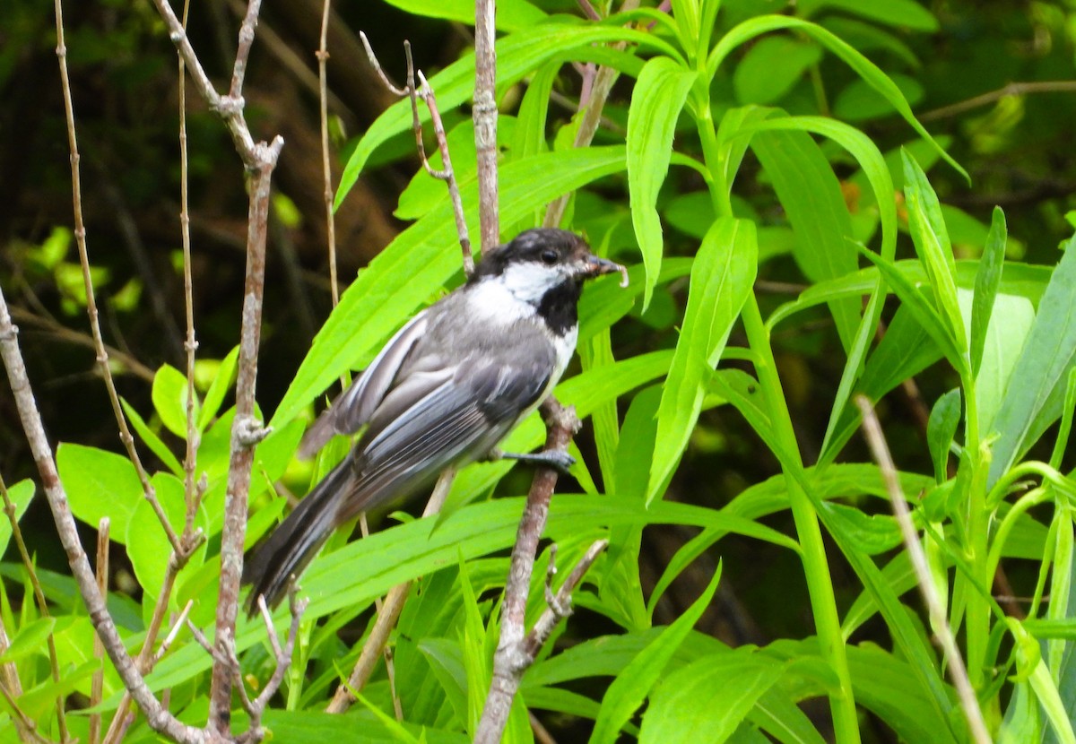 Black-capped Chickadee - ML620140303