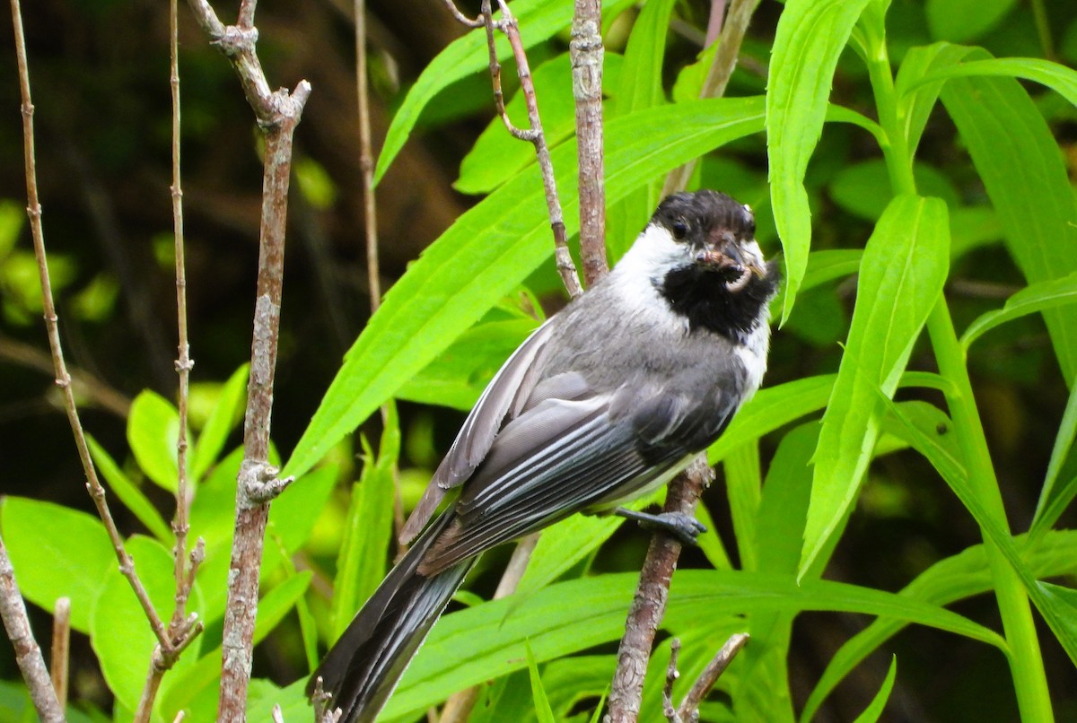 Mésange à tête noire - ML620140307