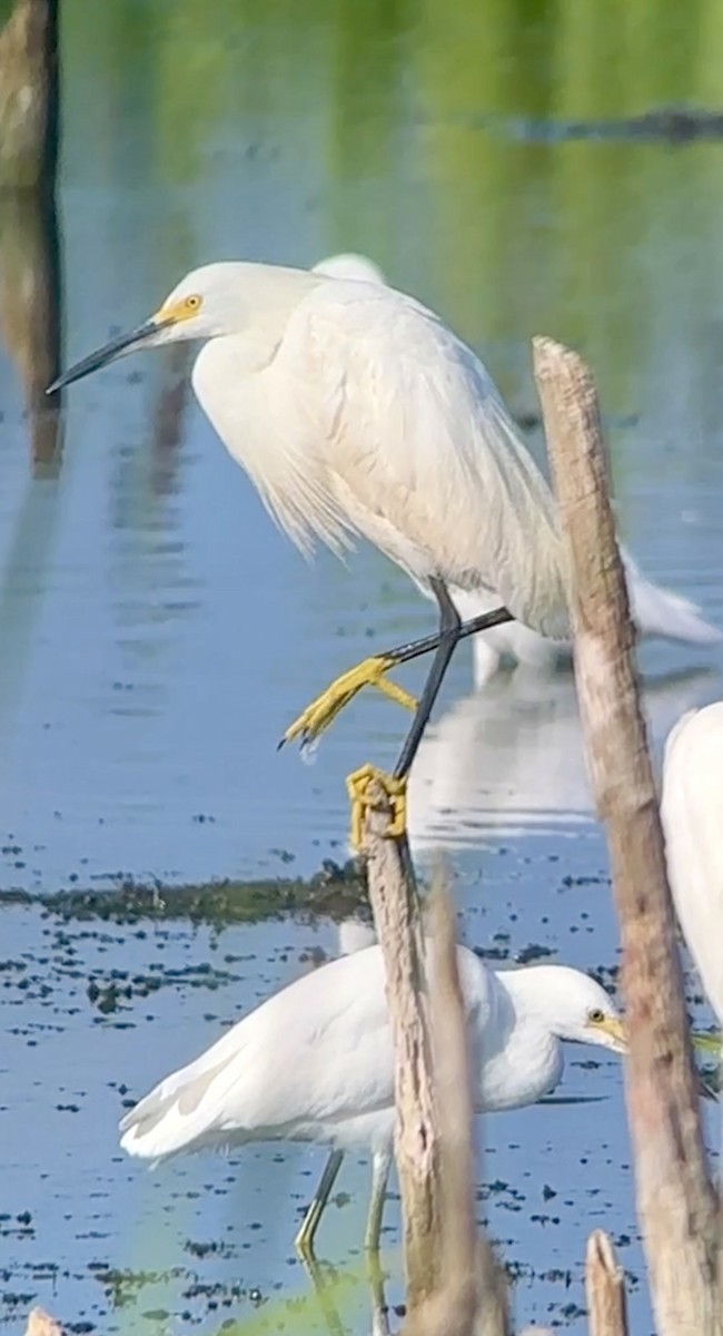 Aigrette neigeuse - ML620140321