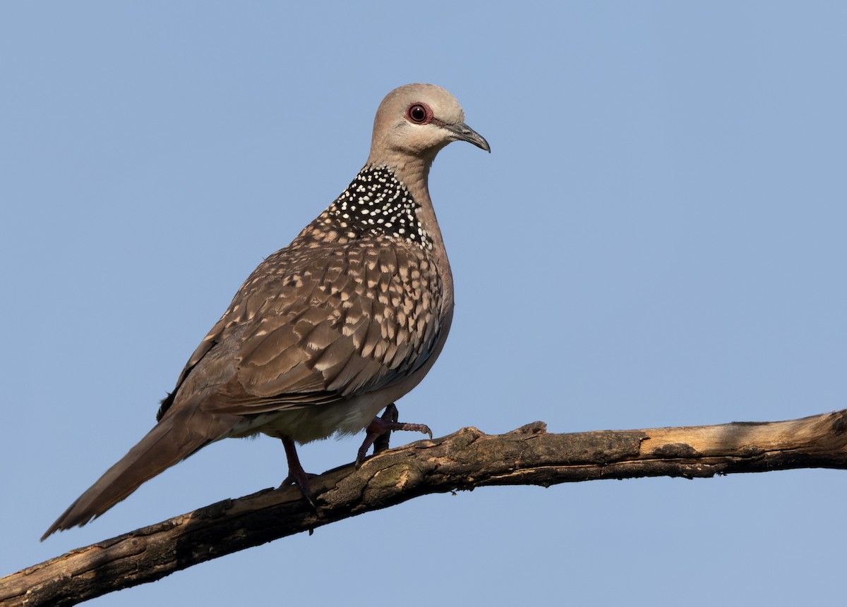 Spotted Dove (Western) - ML620140334