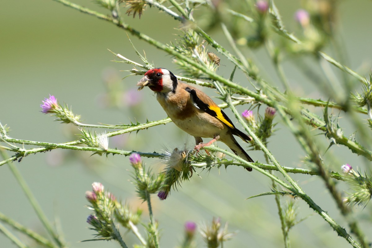 European Goldfinch - ML620140335