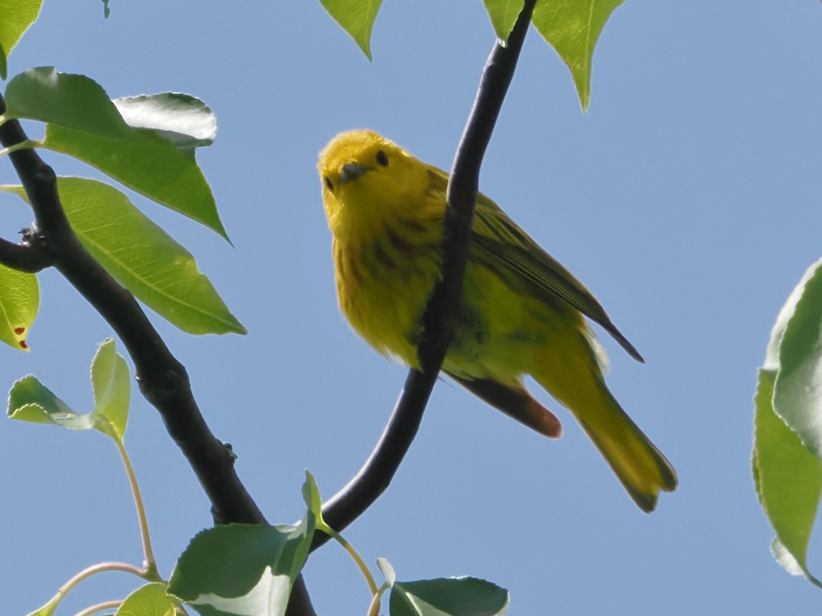 Paruline jaune - ML620140336