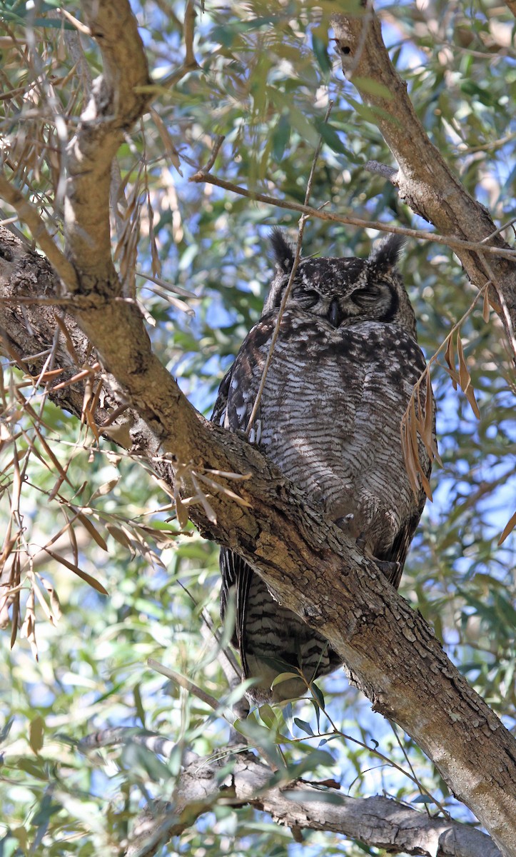 Spotted Eagle-Owl - ML620140337