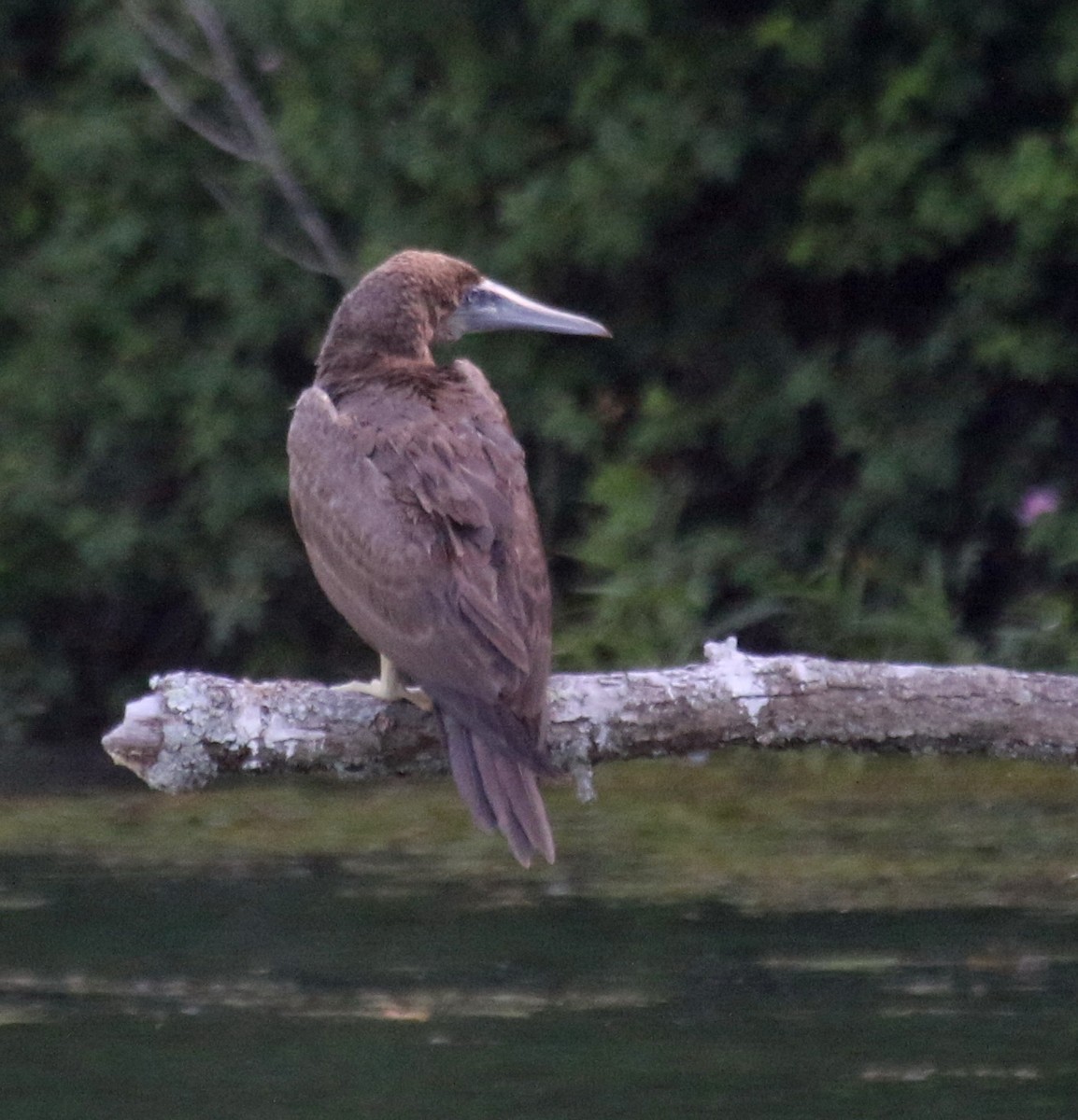 Brown Booby - ML620140339