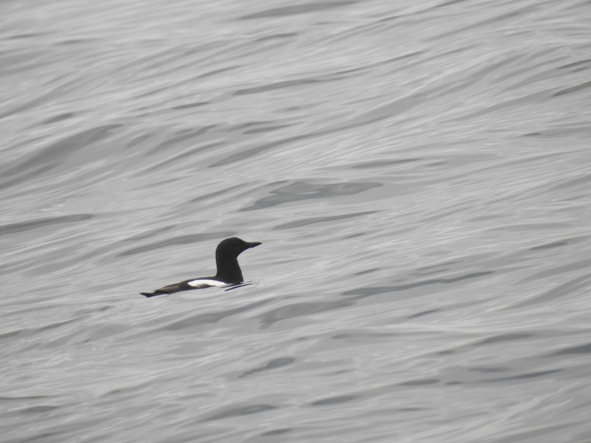 Black Guillemot - ML620140352