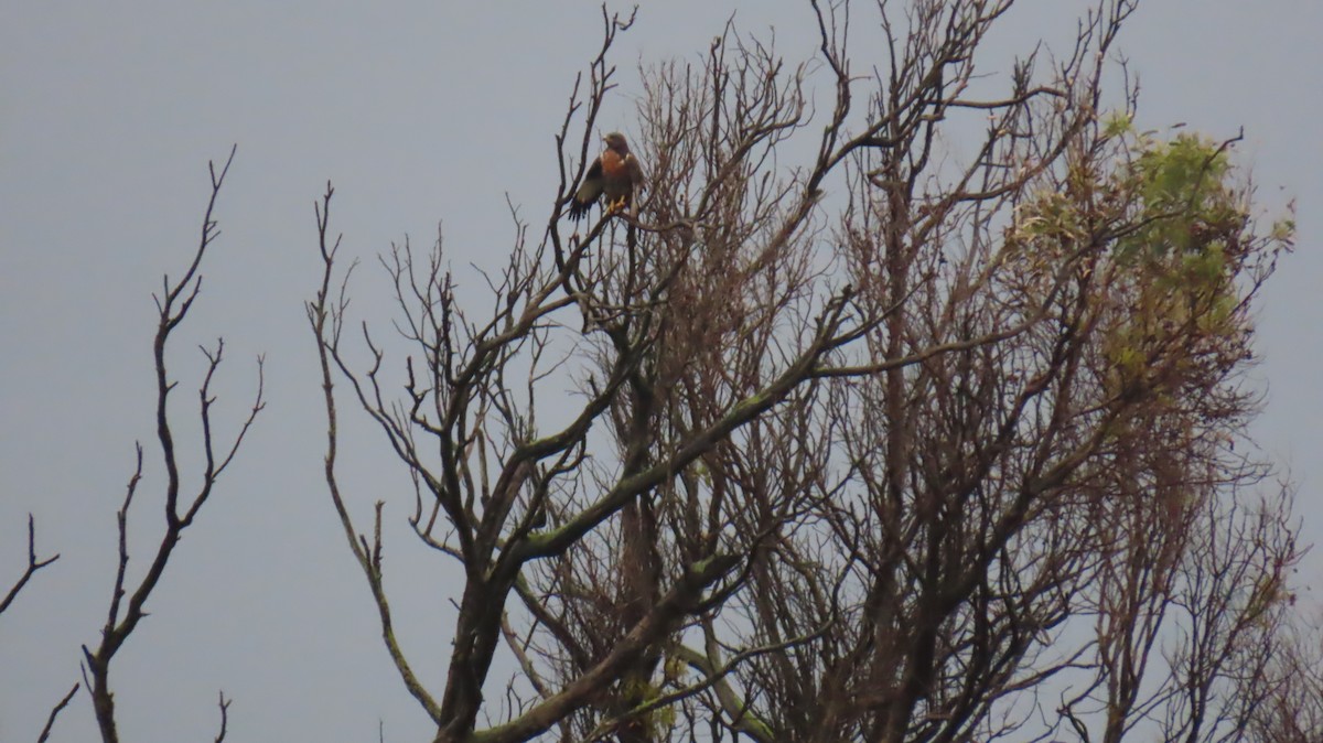 Jackal Buzzard - ML620140360