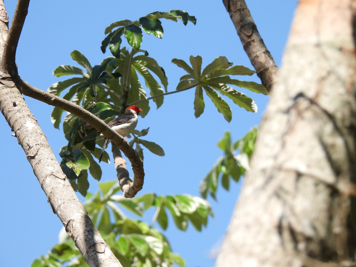 Yellow-billed Cardinal - ML620140361