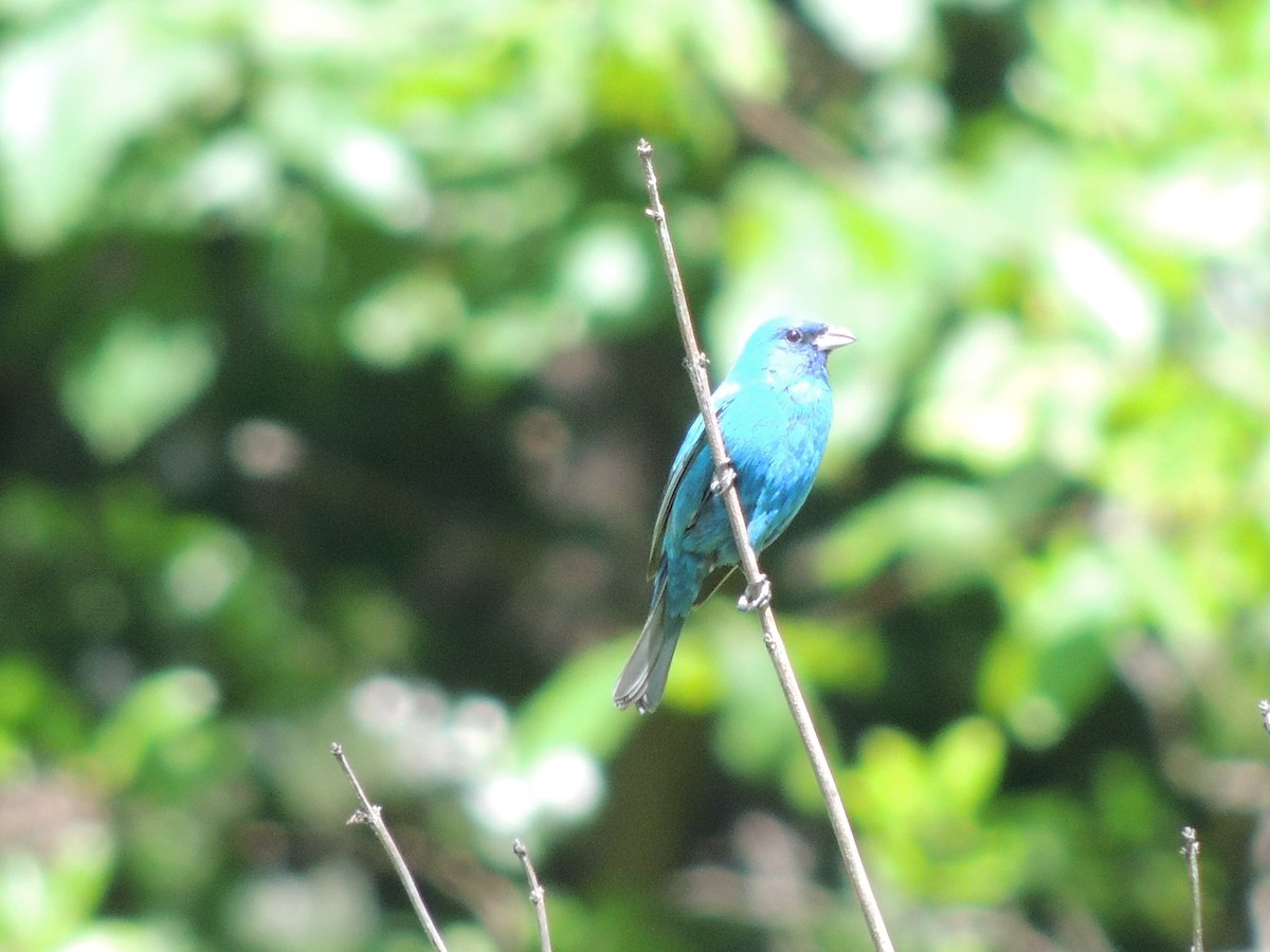 Indigo Bunting - ML620140379