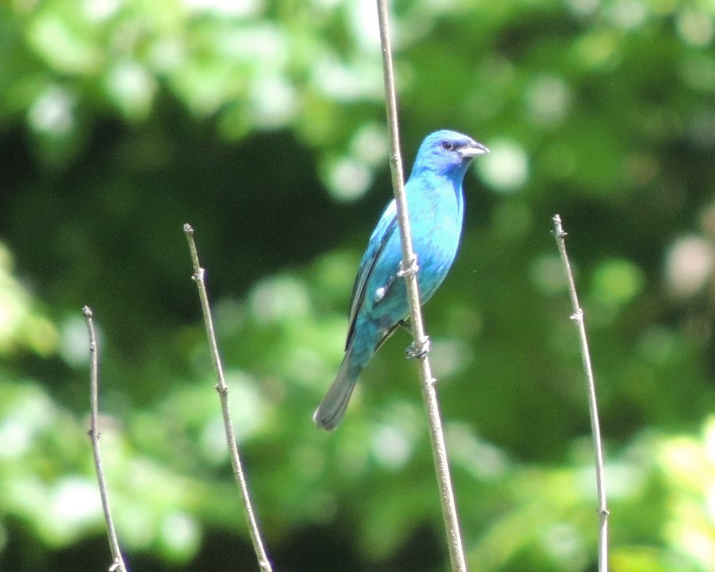 Indigo Bunting - ML620140381