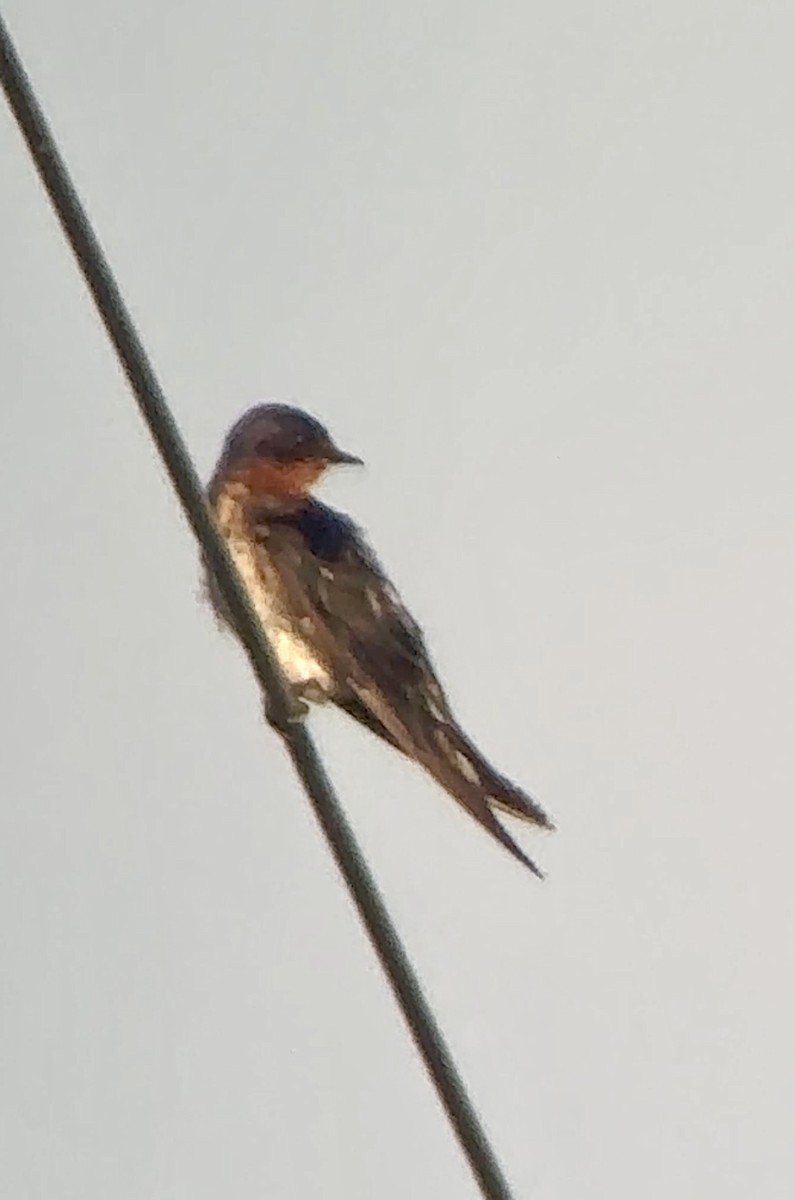 Barn Swallow - ML620140383