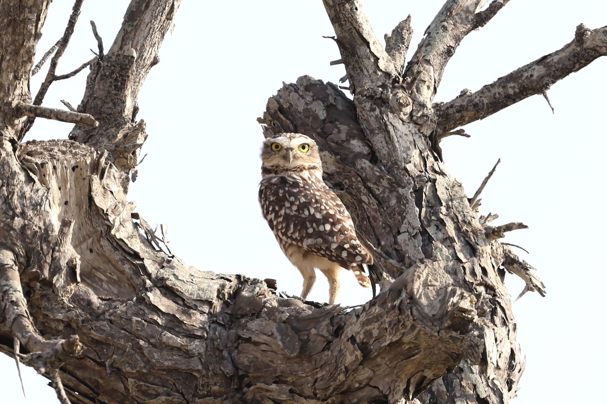 Burrowing Owl - ML620140384