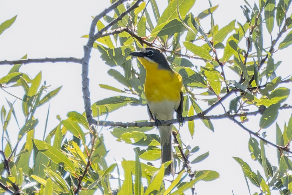 Yellow-breasted Chat - ML620140387