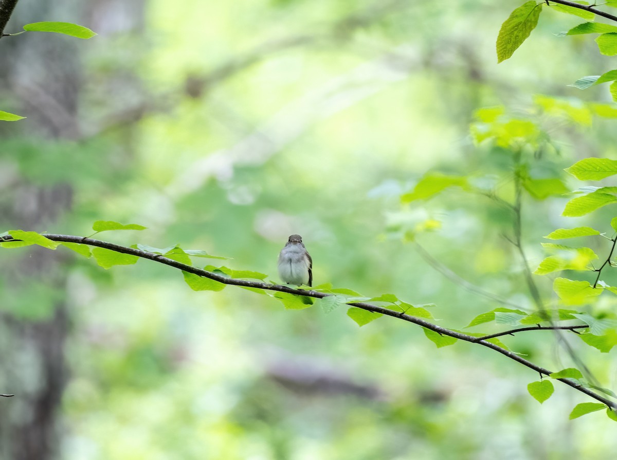 Moucherolle vert - ML620140394