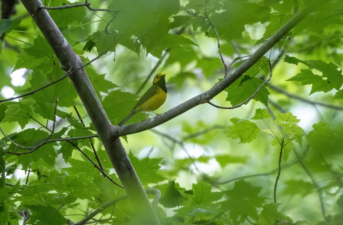 Hooded Warbler - ML620140402