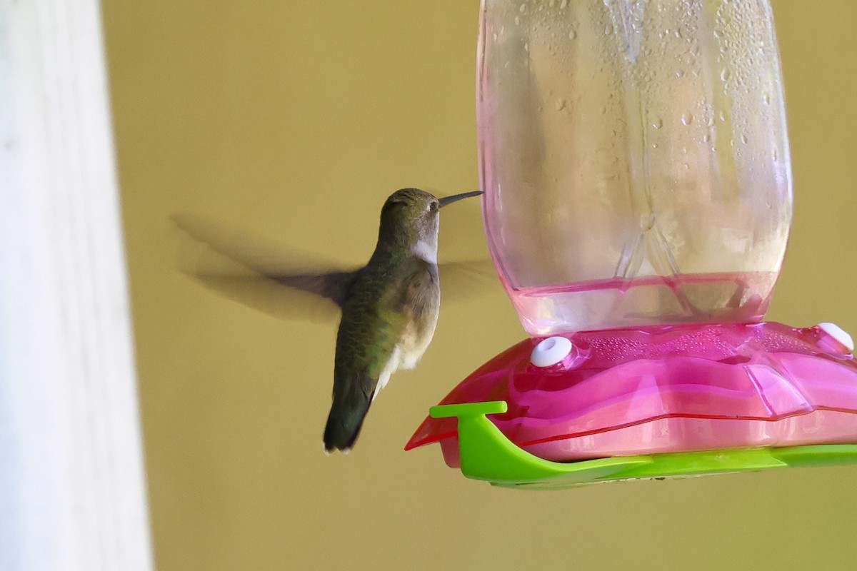 Black-chinned Hummingbird - ML620140405