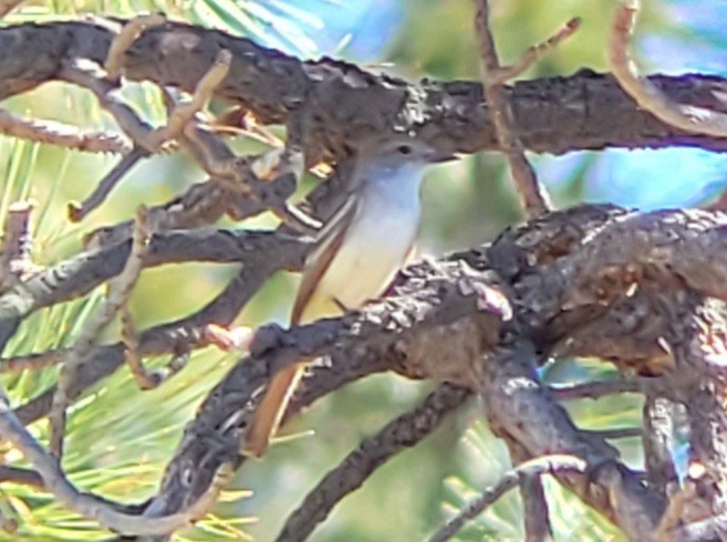 Ash-throated Flycatcher - ML620140407