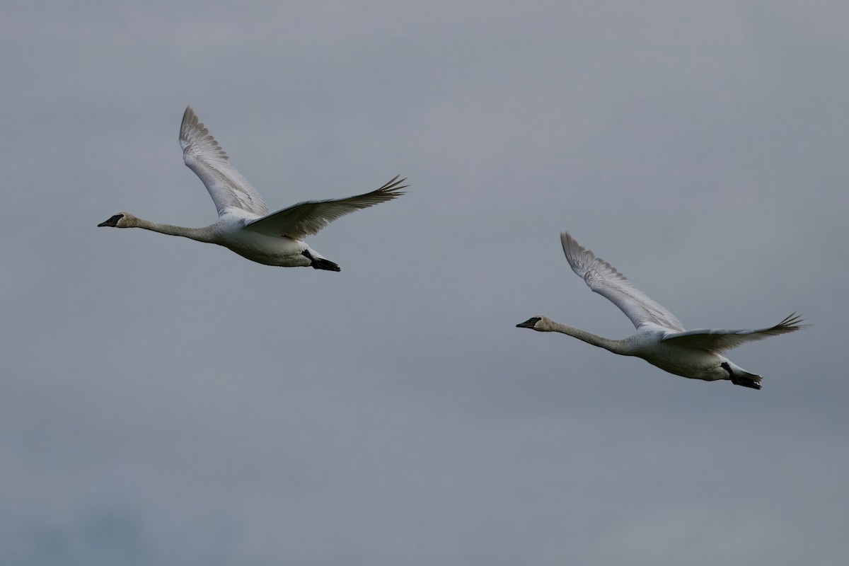 Cisne Trompetero - ML620140408