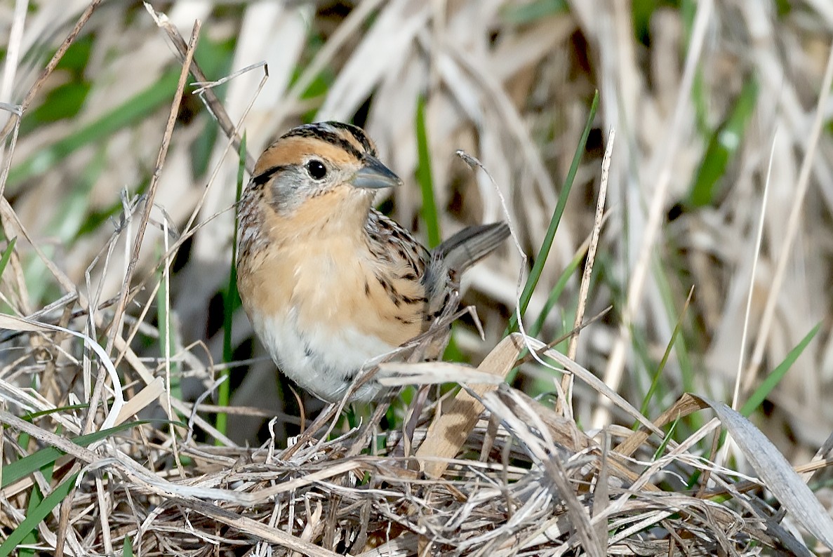 LeConte's Sparrow - ML620140410