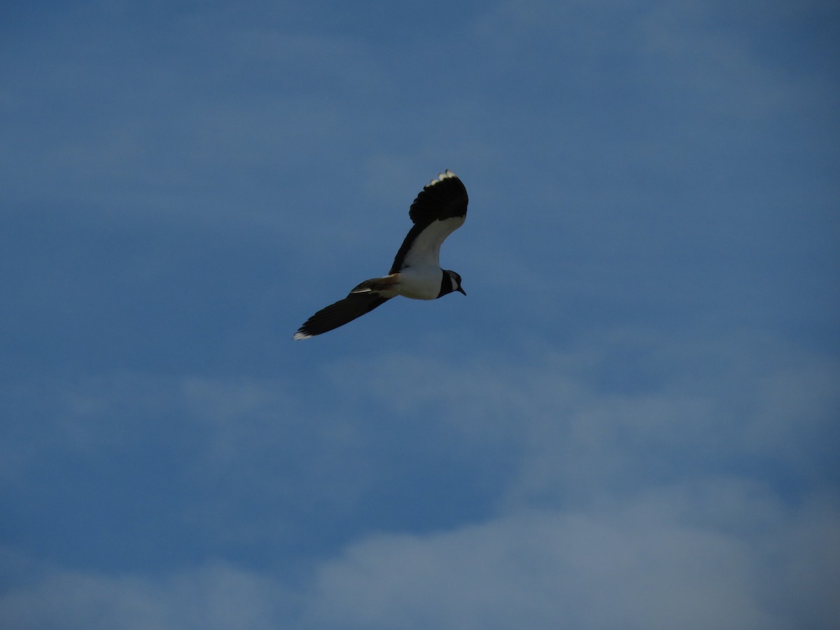 Northern Lapwing - ML620140421